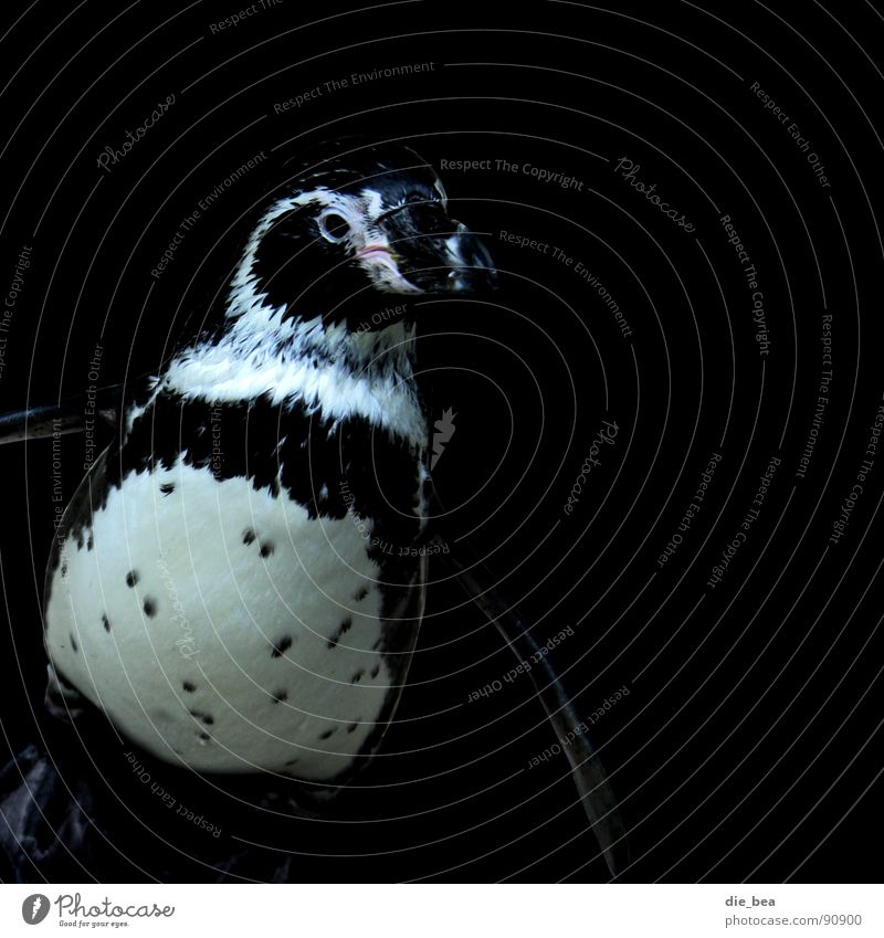 Im Abendanzug Pinguin Tier Vogel Quadrat schwarz weiß Smoking gepunktet Antarktis Schwarzweißfoto Punkt Bauch