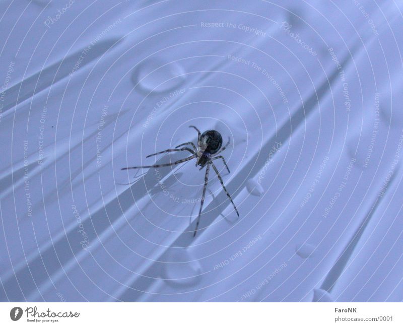 Spinne Tier Insekt Verkehr Wassertropfen