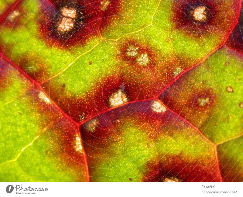 herbstblatt Blatt Herbst rot grün Farbe