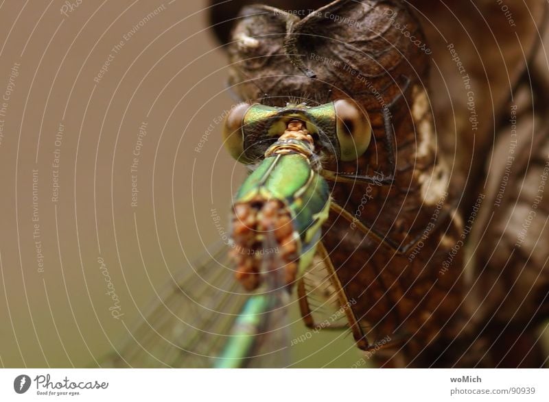 Libelle Insekt nah Makroaufnahme Sommer Teich Gewässer Wiese festhalten Detailaufnahme Garten schwirren fliegen Erholung Auge Flügel
