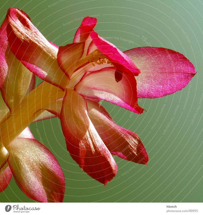 Jet-Lag-Blüte Weihnachtskaktus Winter Frühling Kaktus Brasilien Urwald Epiphyten spät Blume rosa zart Jetlag epiphytisch verspätet Nachzügler