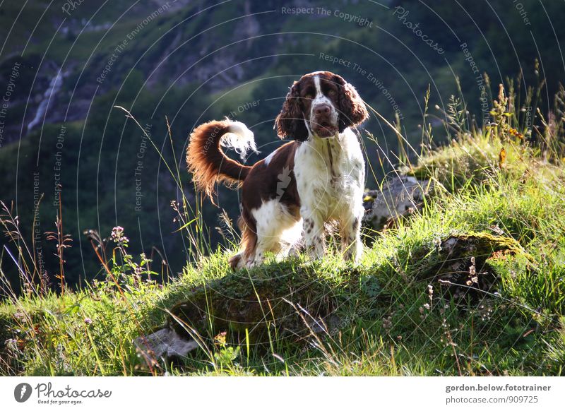 highlands Lifestyle Ferien & Urlaub & Reisen Tourismus Sommer Berge u. Gebirge Klettern Bergsteigen Umwelt Natur Landschaft Alpen Tier Haustier Hund 1 stehen