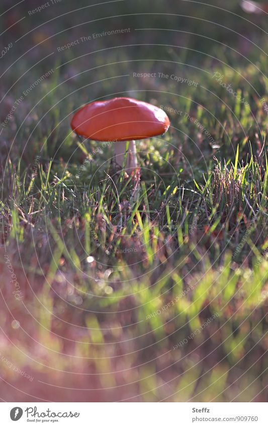Fliegenpilz in schönem Herbstlicht Pilz roter Pilzhut giftiger Pilz Amanita muscaria Herbstwiese schönes Herbstlicht schönes Herbstwetter warmes Licht