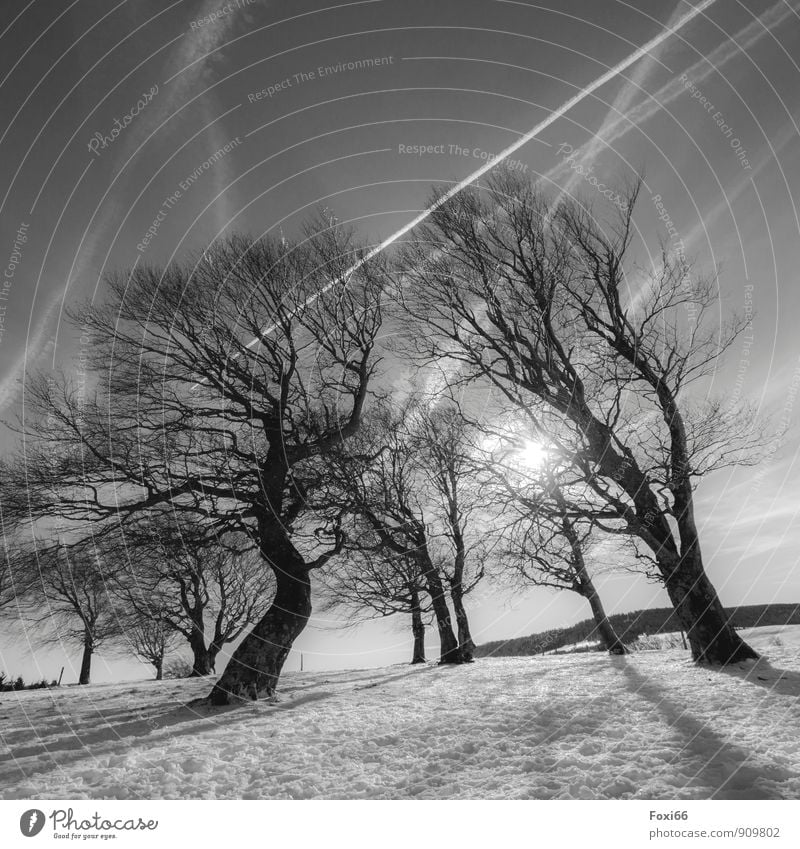 alles Gute für das Jahr 2015 ... Natur Landschaft nur Himmel Winter Klimawandel Wind Eis Frost Schnee Baum Holz dunkel kalt natürlich trist grau schwarz weiß