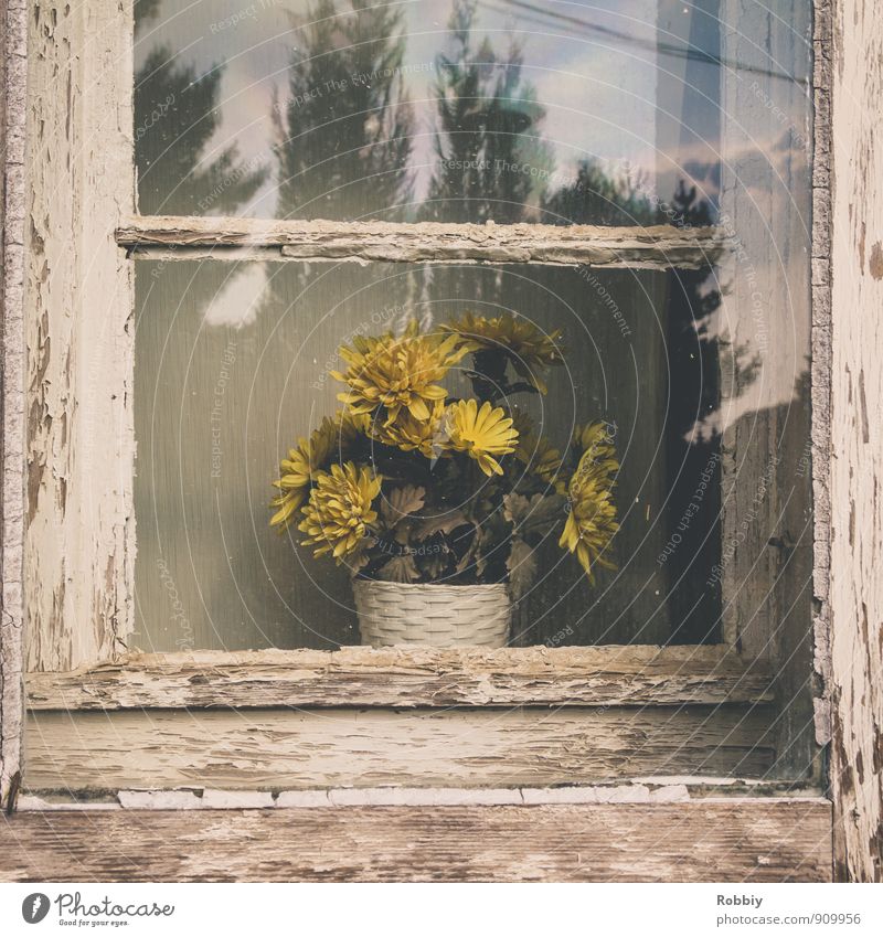 Fleur dans la fenêtre Blume Topfpflanze Fassade Fenster alt trist trocken gelb retro Fensterscheibe Pflanze vergessen Vergangenheit vertrocknet zeitlos Holz