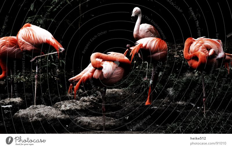 Körperpflege Flamingo Reinigen rot Feder Vogel rosa gemütlich ruhig Sauberkeit Ordnung schön Pfosten Zufriedenheit Hals langer Hals Verrenkungen Ästethik