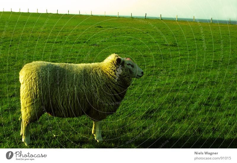 Germanys Next Superschaf Schaf grün Meer Feld Wiese Wolle Tier Zaun Wolken Wollpullover Sonne Hügel Deich Biotop Naturschutzgebiet Ostsee Fuß Körperhaltung