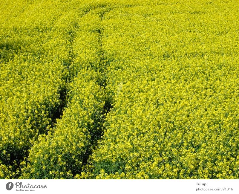 Rapsspur gelb Spuren Traktorspur Pflanze Rapsfeld Erdöl Natur