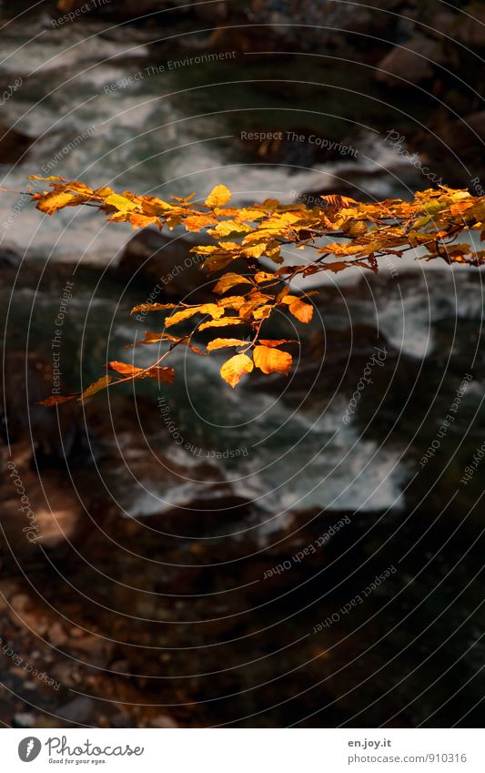 Blattgold Natur Wasser Herbst Ast Zweig Fluss gelb schwarz Traurigkeit Trauer Jahreszeiten herbstlich Herbstlaub Farbfoto Gedeckte Farben Außenaufnahme