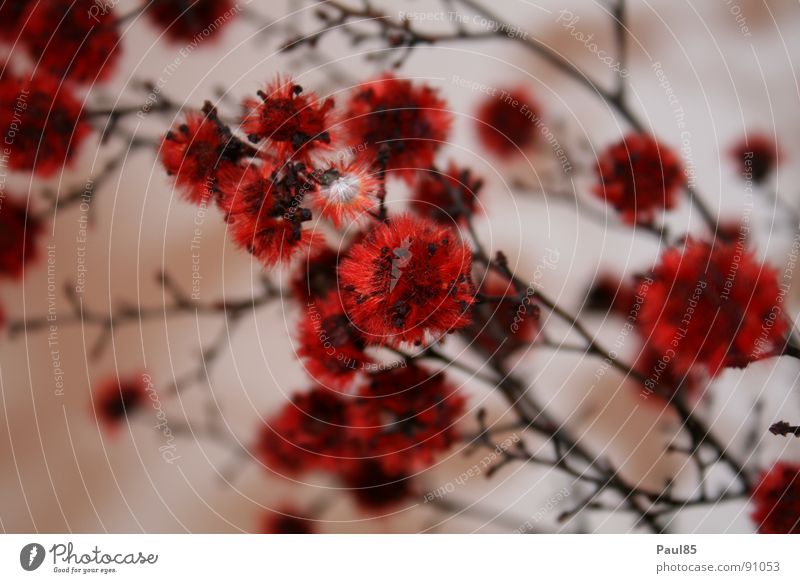 Rubinröte der Vollkommenheit perfekt Sommer Pflanze rot schön Kunst Blüme unbeschreiblich Natur