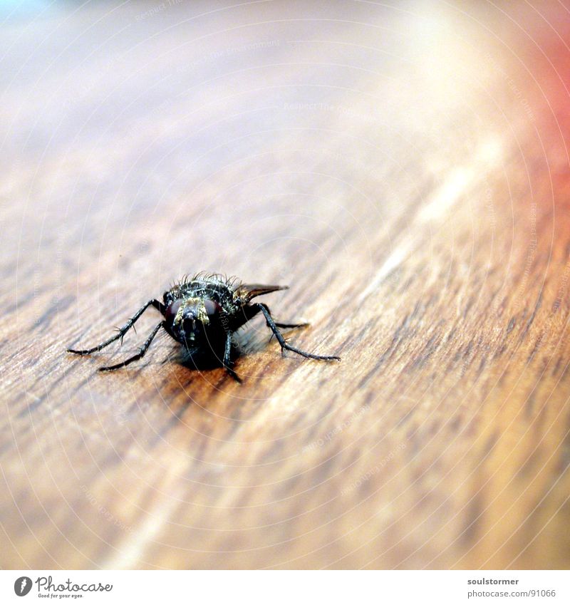 fly away! Fliege Insekt Holz Tisch braun Geschwindigkeit Tier Makroaufnahme Tiefenschärfe Unschärfe Quadrat Momentaufnahme Eintagsfliege Flügel Beine