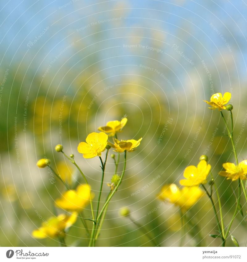 ranunculus acris gelb Blume Blüte Gras Halm Frühling Sommer sommerlich frisch Hintergrundbild saftig Blumenwiese Wiese grün Hahnenfuß Scharfer Hahnenfuß