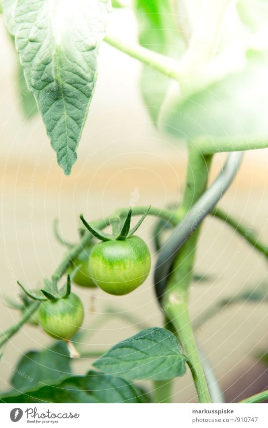 wachse tomate Lebensmittel Gemüse Tomate Stadtleben urban gardening Ernährung Picknick Bioprodukte Vegetarische Ernährung Diät Slowfood Lifestyle Freude