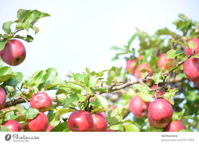 pflückreif Frucht Apfel Natur Pflanze Himmel Herbst Baum Blatt Nutzpflanze Apfelbaum Garten Wachstum frisch Gesundheit saftig sauer süß viele rot Farbe genießen