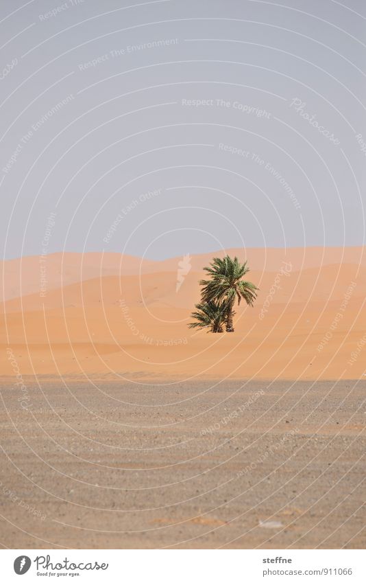 Bäume (3/8) Baum Natur Wachstum Sauerstoff Umwelt Klima ökologisch Palme Oase Wüste Sand unwirtlich Marokko