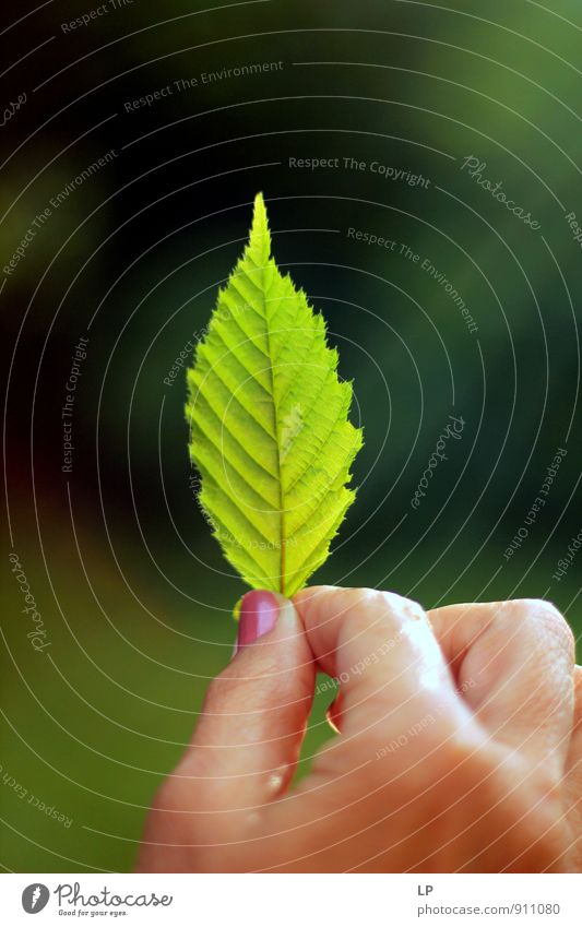 Verde Natur Pflanze Blatt beobachten festhalten lernen Blick eckig Spitze grün Lebensfreude ruhig ästhetisch entdecken Farbfoto Außenaufnahme Kontrast