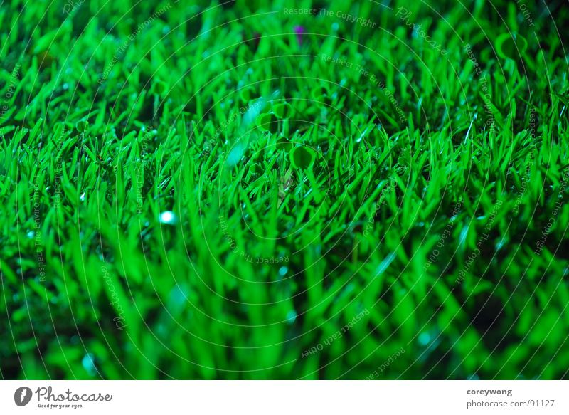 fresh, Grass, green herb grass at night long exposure black wet humid back light morning energetic