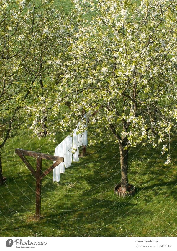 Weißer Riese Frühling Wäsche Baum Holz Stoff Wiese Schnurren Blatt Blüte weiß rein ruhig gleiten Garten Natur Rase Wäscheschnurr Baumstamm Wind sanft