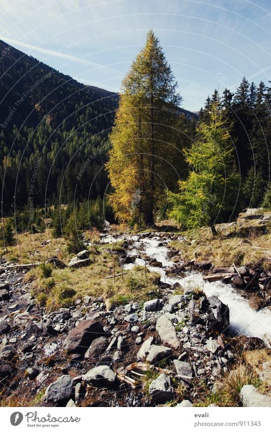Herbst in den Bergen Natur Landschaft Schönes Wetter Baum Wald Berge u. Gebirge Bach gelb Herbstlandschaft Herbstfärbung Herbstbeginn herbstlich Herbstwetter