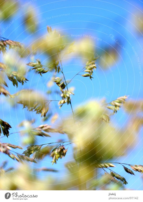 Bild gefunden... Gras grün Frühling Wachstum Pflanze Wiese schön Unschärfe Sommer blau Himmel Blühend Pollen fliegen Natur allergen Auslöser tränende augen
