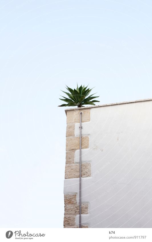 Et Stahlkabel Pflanze Himmel Wolkenloser Himmel Sommer Blatt Grünpflanze exotisch Palme Haus Bauwerk Gebäude Mauer Wand Terrasse Stein außergewöhnlich oben blau