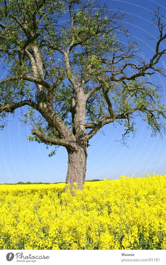 Baum im Raps gelb grün Baumrinde Landwirtschaft Landschaft Frühling Frühlingsgefühle Feld blau Ast Außenaufnahme