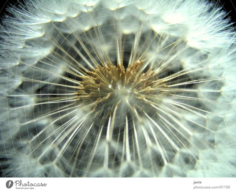 pusteblume Löwenzahn Blume fein leicht Wiese Makroaufnahme Nahaufnahme fliegen Natur jarts