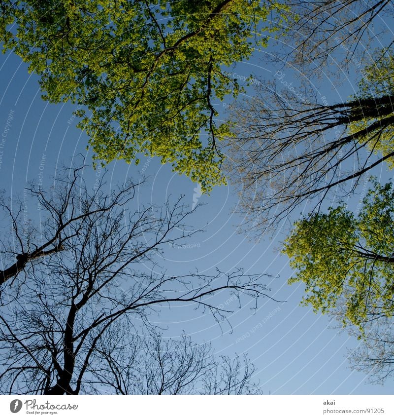 Himmel auf Erden 15 Nadelbaum Wald himmelblau Geometrie Laubbaum Perspektive Nadelwald Laubwald Waldwiese Paradies Waldlichtung ruhig grün Pflanze Baum Blatt