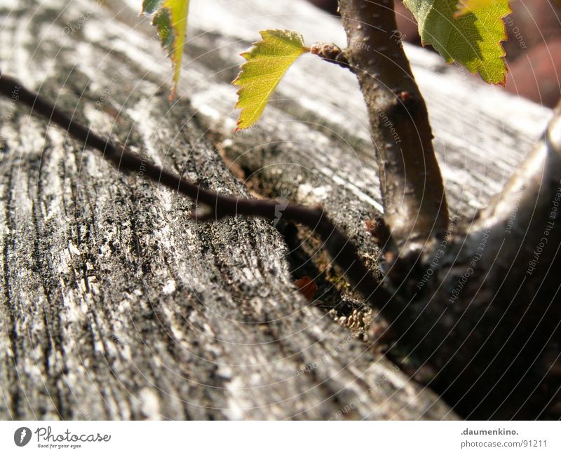 Grenzgänger Baum Holz Blatt Dach grün Baumrinde Wunsch ehrgeizig stur Makroaufnahme Nahaufnahme Kraft Ziegeln Wurzel exotisch