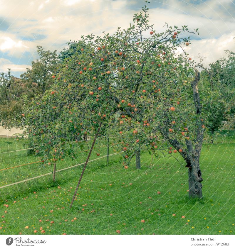 Apfelernte Gesundheit Gesundheitswesen Wellness Leben harmonisch Wohlgefühl Erholung Ferien & Urlaub & Reisen Ausflug Sommer Wolken Schönes Wetter Baum