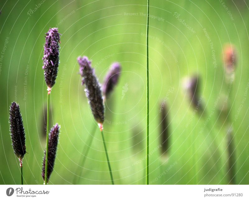 Gras grün violett Stengel Halm Ähren glänzend schön weich Rauschen Wiese zart beweglich sensibel federartig Sommer Frieden blau Pollen rispe rispen flimmer