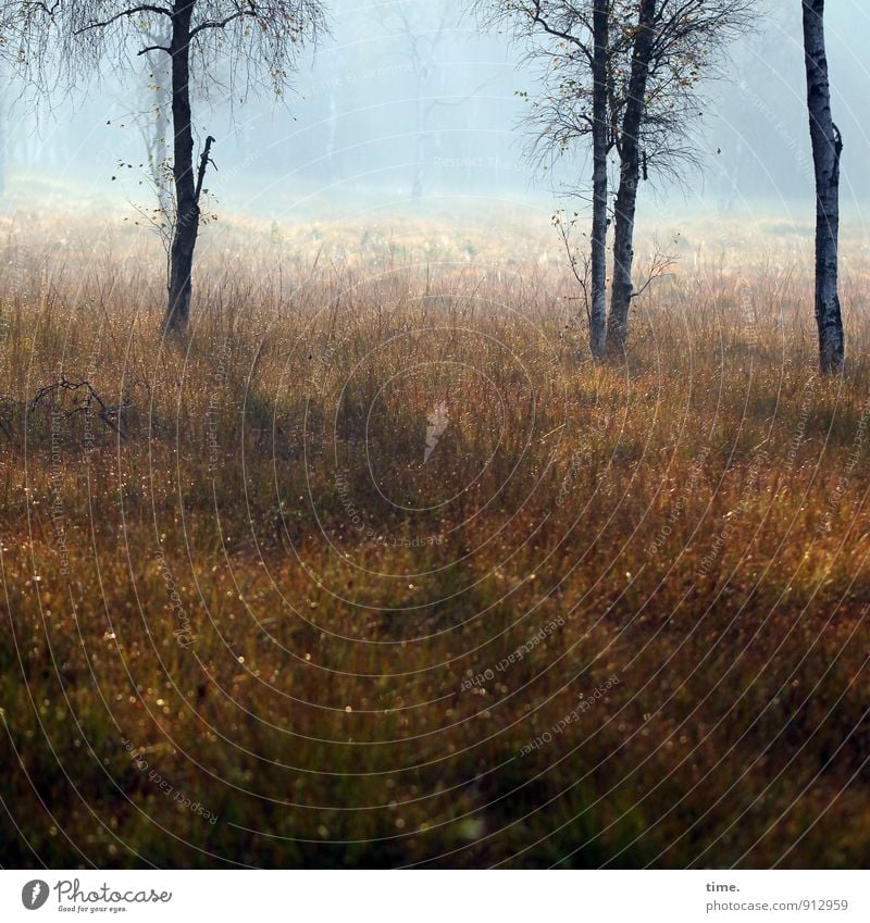 Birkenstöcker Umwelt Natur Landschaft Herbst Schönes Wetter Pflanze Baum Wiese Moor Moorbirke stehen natürlich Abenteuer Beginn Partnerschaft Zusammenhalt