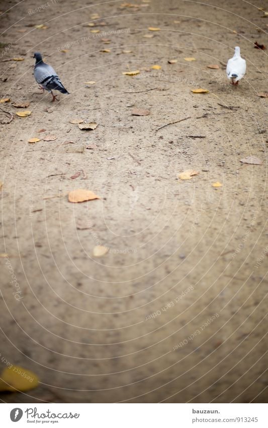 getrennt. Natur Erde Sand Blatt Garten Park Fußgänger Wege & Pfade Tier Vogel Taube 2 Tierpaar gehen laufen grau weiß Mut Traurigkeit Trauer Liebeskummer