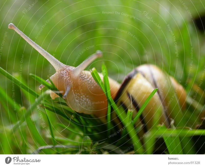 lecker! Schneckenhaus Schleim schleimig krabbeln langsam Tier Fühler Fressen Gras Zeitlupe Glätte fortbewegen Auge Blick Gefühle snail slime antenna slow