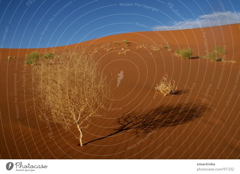 Wüstenbeauty trocken heiß Namibia Sossusvlei Sträucher Wüstenpflanze Kämpfer Vertrauen Stranddüne dünn Sand Wüstenstrauch