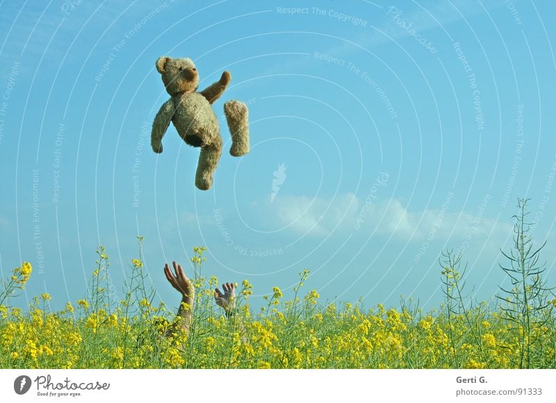 teddy-tossing hochwerfen springen Teddybär Spielzeug Hand Raps Rapsfeld mehrfarbig gelb braun Wolken Sommertag Phantomschmerz Behinderte Freude Rapsblüte