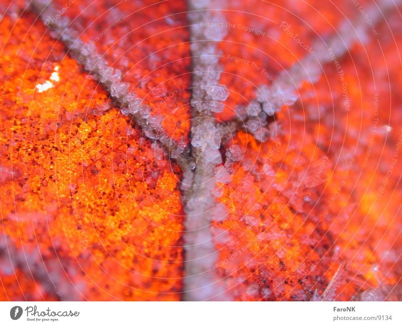 Laub Blatt rot Herbst