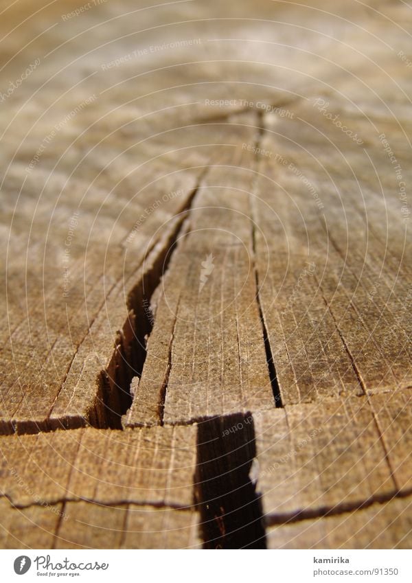 erdspalte Holz Eiche Erdspalte Erdbeben Pflanze Wachstum Kettensäge Baum Sommer Spalte Maserung Strukturen & Formen Erde radial Leben Haarschnitt walt