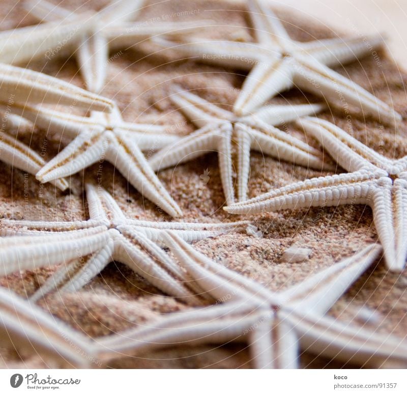 starfish Seestern Meer Strand Stein Tier finden Makroaufnahme Nahaufnahme Küste Fisch Stern (Symbol) Sand