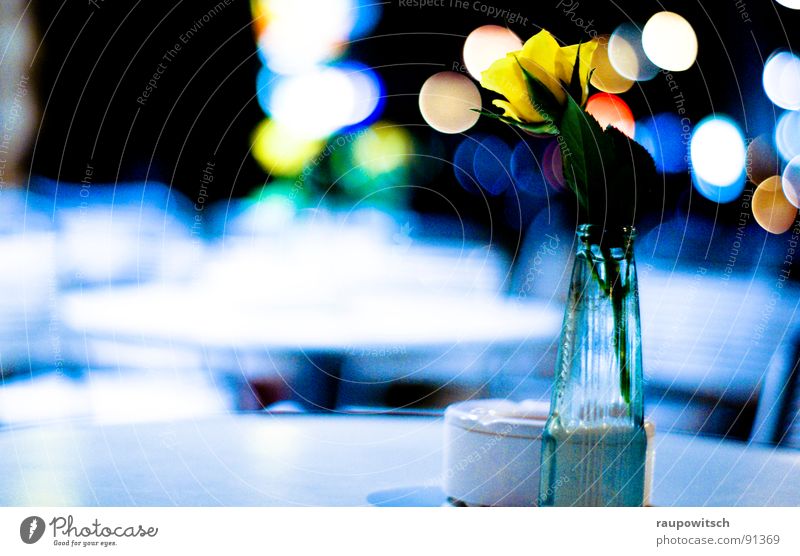 Blume der Nacht Stimmung Licht kalt Gastronomie Lampe Farbe Natur und Stadt