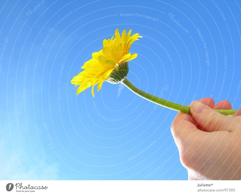 für dich Blume gelb geben Geschenk Glückwünsche Hand Geburtstag Himmel blau