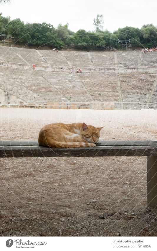 Tierisch gelassen vom ganzen Theater Architektur Epidaurus Griechenland Bauwerk Sehenswürdigkeit Wahrzeichen Haustier Katze 1 Erholung schlafen historisch
