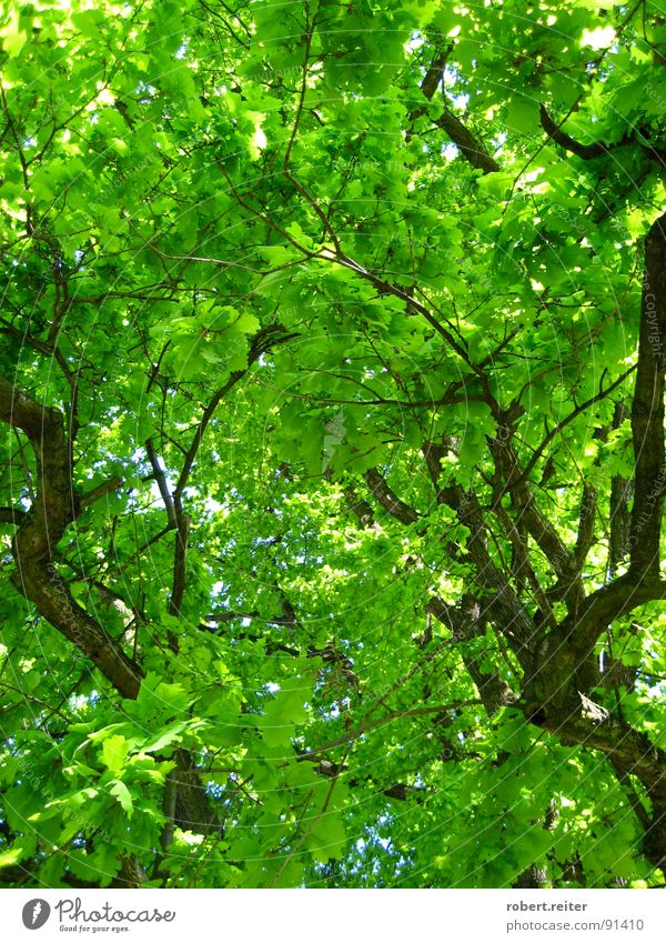 grüner himmel Baum Blatt Sommer Frühling groß Wohlgefühl Glück Photosynthese Wachstum Park Wald Ast Blühend Farbe Baumstamm Leben