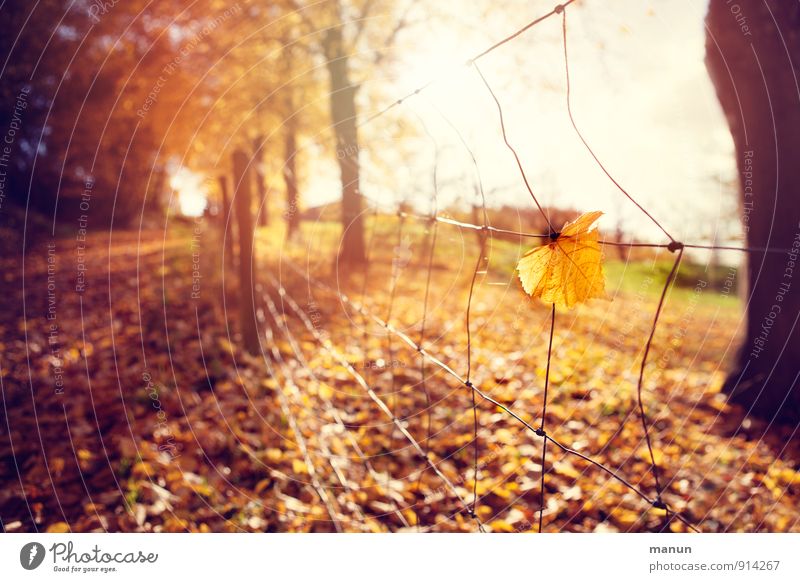 Lichtblick Natur Sonne Herbst Schönes Wetter Blatt herbstlich Laubbaum Herbstlaub Herbstwetter Herbstfärbung Park Wald natürlich Wärme Optimismus Warmherzigkeit