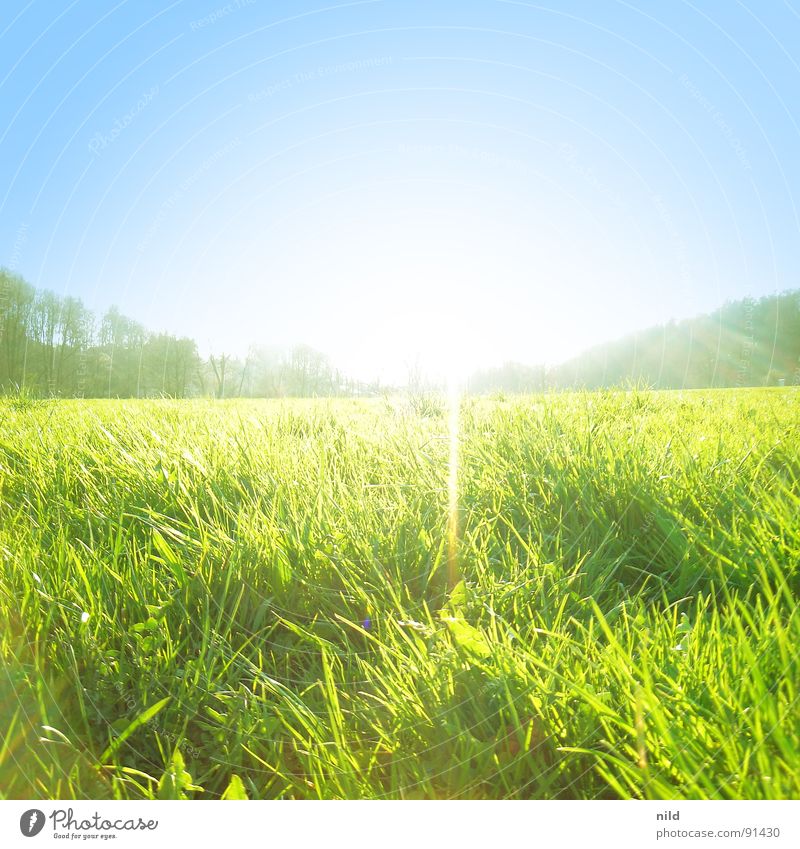 Wiese–3fachbelichtet Sommer Gegenlicht Frühling grün Quadrat Einsamkeit Licht Rasen blau Sonne Lichtstrahl
