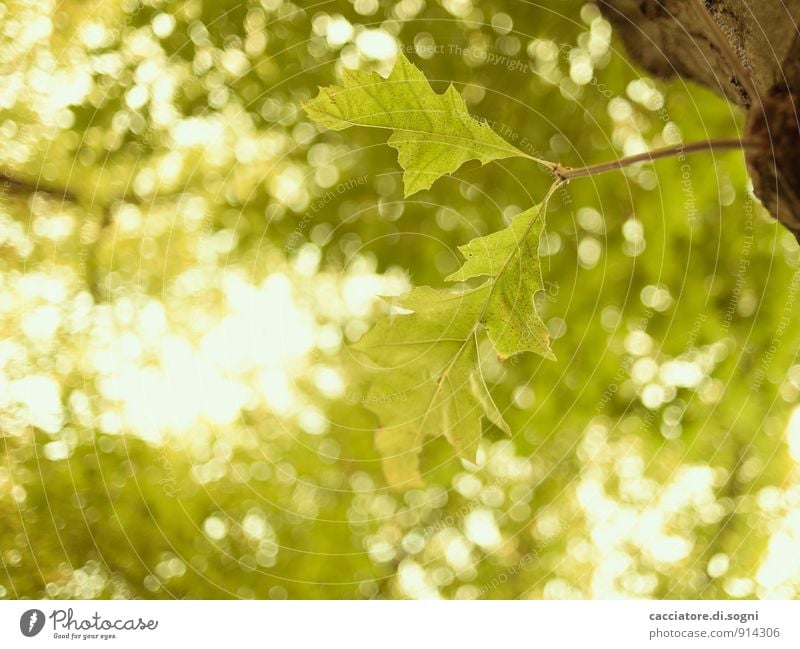 Zwei unter Vielen Natur Pflanze Sommer Schönes Wetter Baum Blatt Wald glänzend einfach frei Freundlichkeit hell natürlich oben positiv gelb grün Lebensfreude