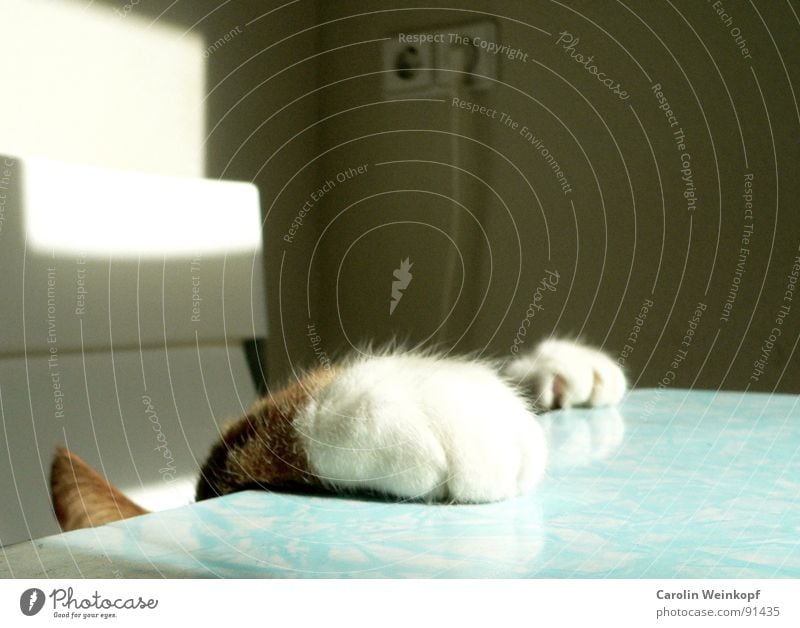 Der Sonne entgegen. Katze Tisch Neugier Pfote rot weiß beige Licht Spielen Spieltrieb Fell weich niedlich Wunsch anstrengen Ausdauer Tischplatte Krallen