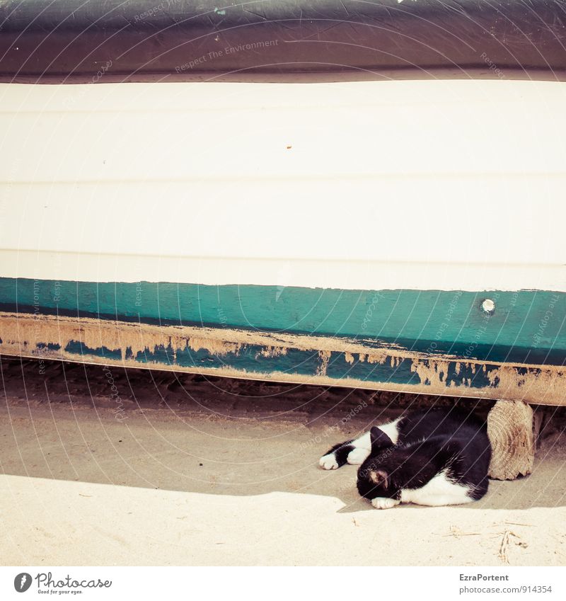 Katze ohne Umwelt Natur Stadt Hafen Wege & Pfade Tier Haustier Fell Pfote 1 Holz Linie schlafen grün schwarz weiß ruhen liegen Schatten Wasserfahrzeug