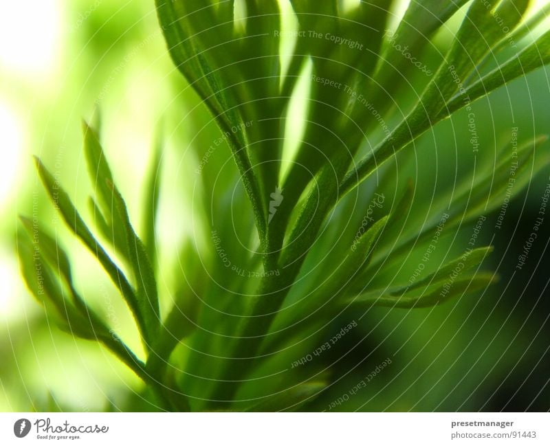 green moment Pflanze grün Unschärfe ästhetisch Stengel Himmelskörper & Weltall blur bright Natur Strukturen & Formen leave Sonne sun structure tief