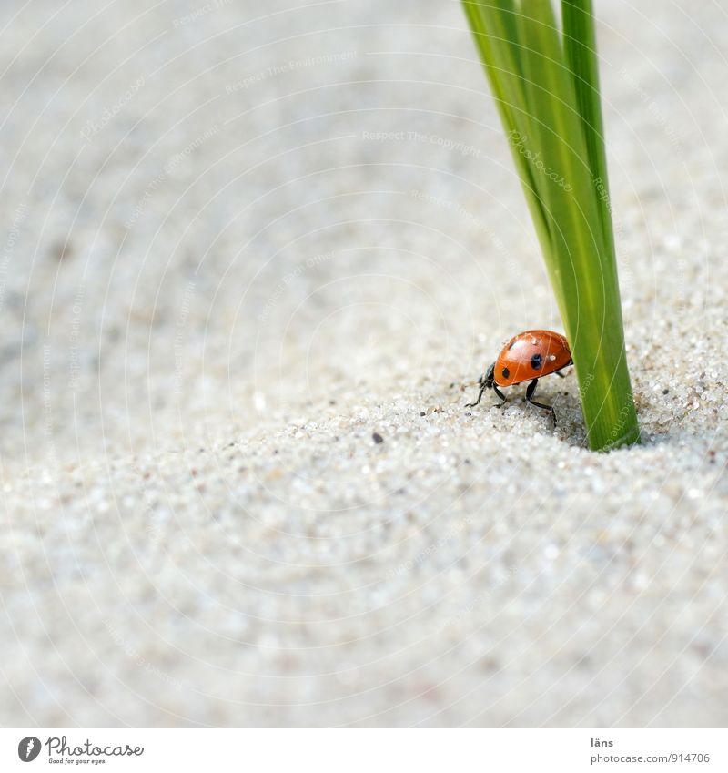 pipi Umwelt Sand Pflanze Gras Wildpflanze Küste Flussufer Strand Käfer Marienkäfer 1 Tier krabbeln sitzen Ordnungsliebe Mobilität Umzug (Wohnungswechsel)